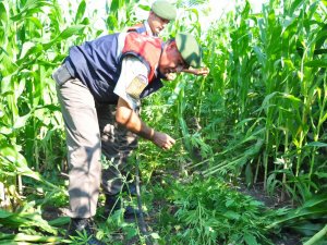 Karpuzlu'da 2 bin kök hint keneviri ele geçirildi