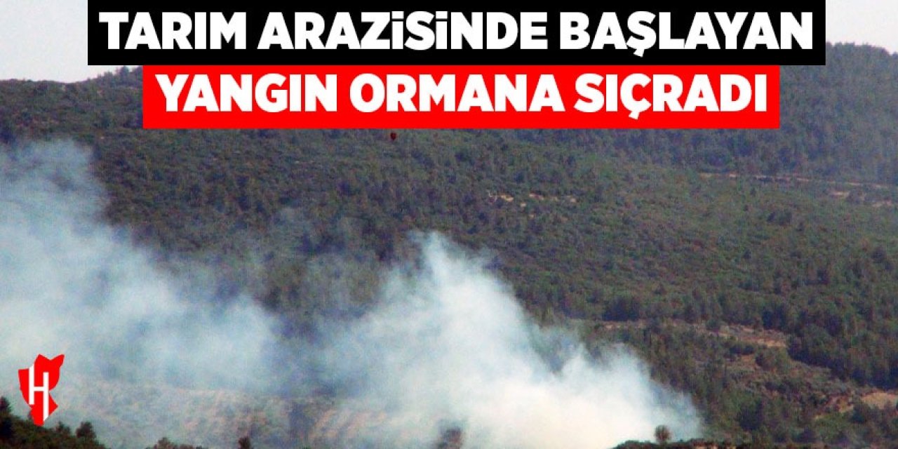Tarım arazisinde başlayan yangın ormana sıçradı