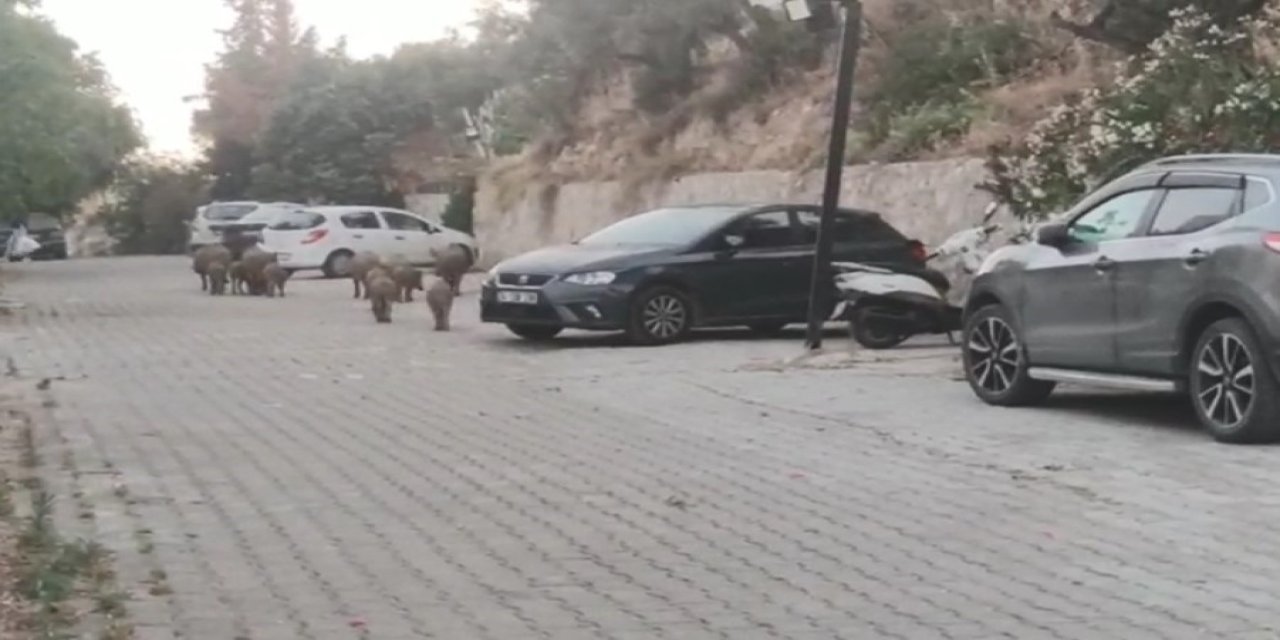 Kuşadası'nda domuzlar yiyecek ararken görüntülendi