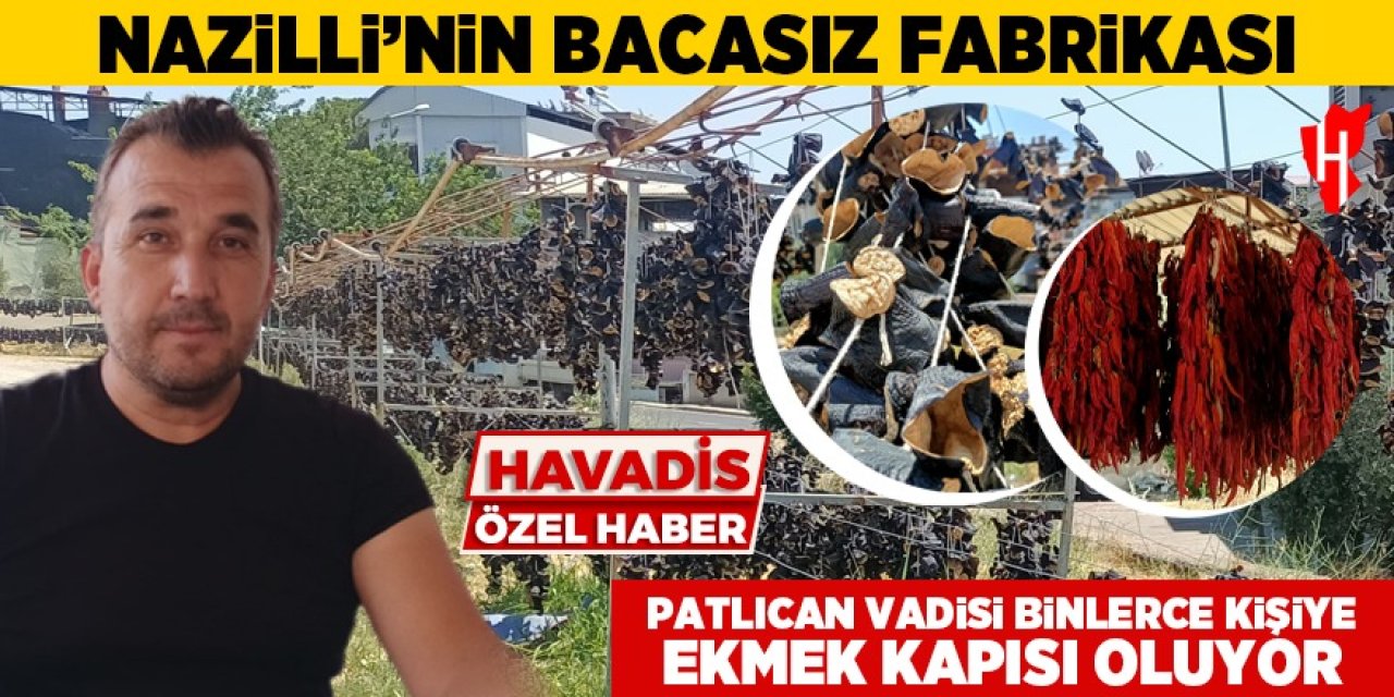Nazilli’de Patlıcan Vadisi binlerce kişiye ekmek kapısı oluyor
