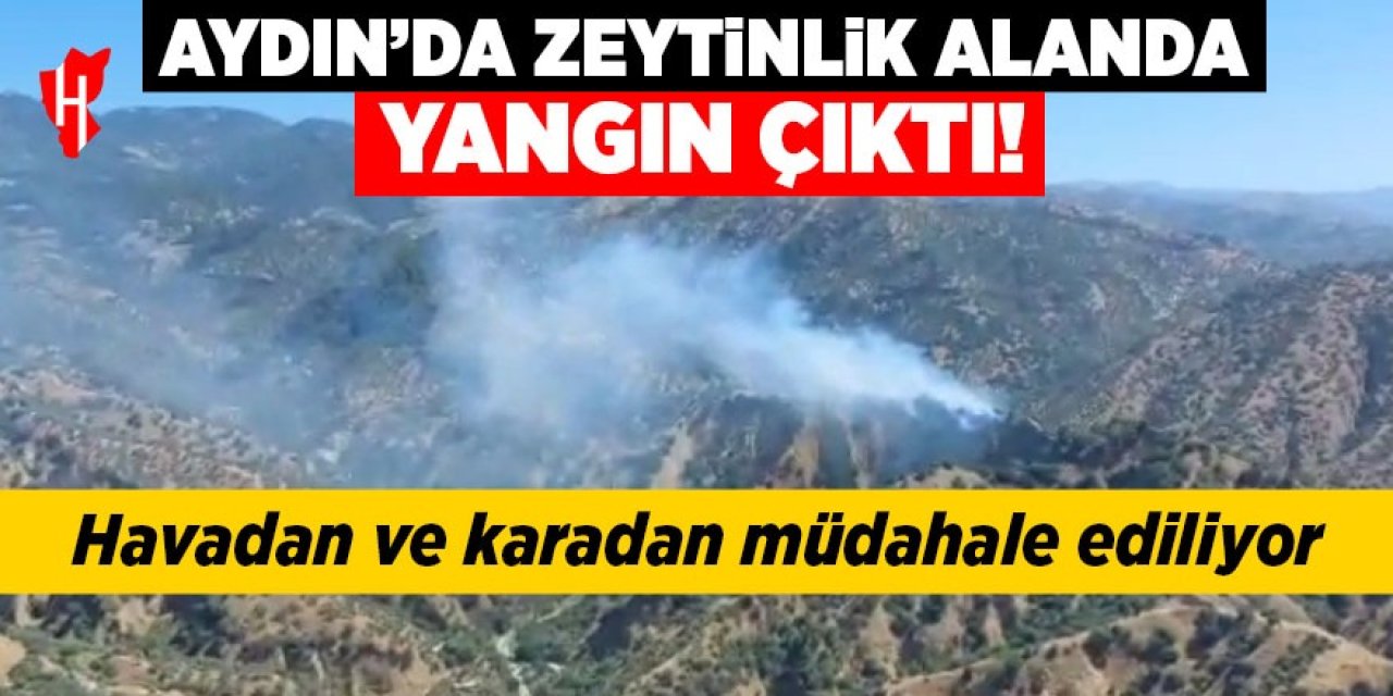 Aydın'da zeytinlik alanda yangın çıktı