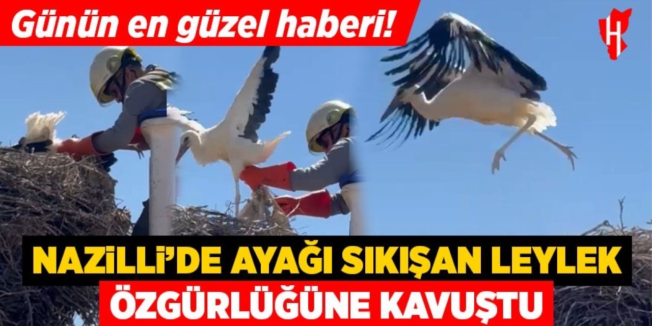 Nazilli’de leylek kurtarma operasyonu!