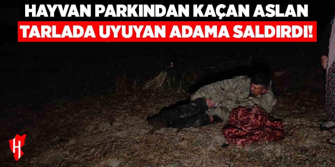 Hayvan parkından kaçan aslan tarlasında uyuyan adama saldırdı!