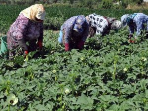 Alternatif ürün bamya, Aydın'da altın yılını yaşıyor