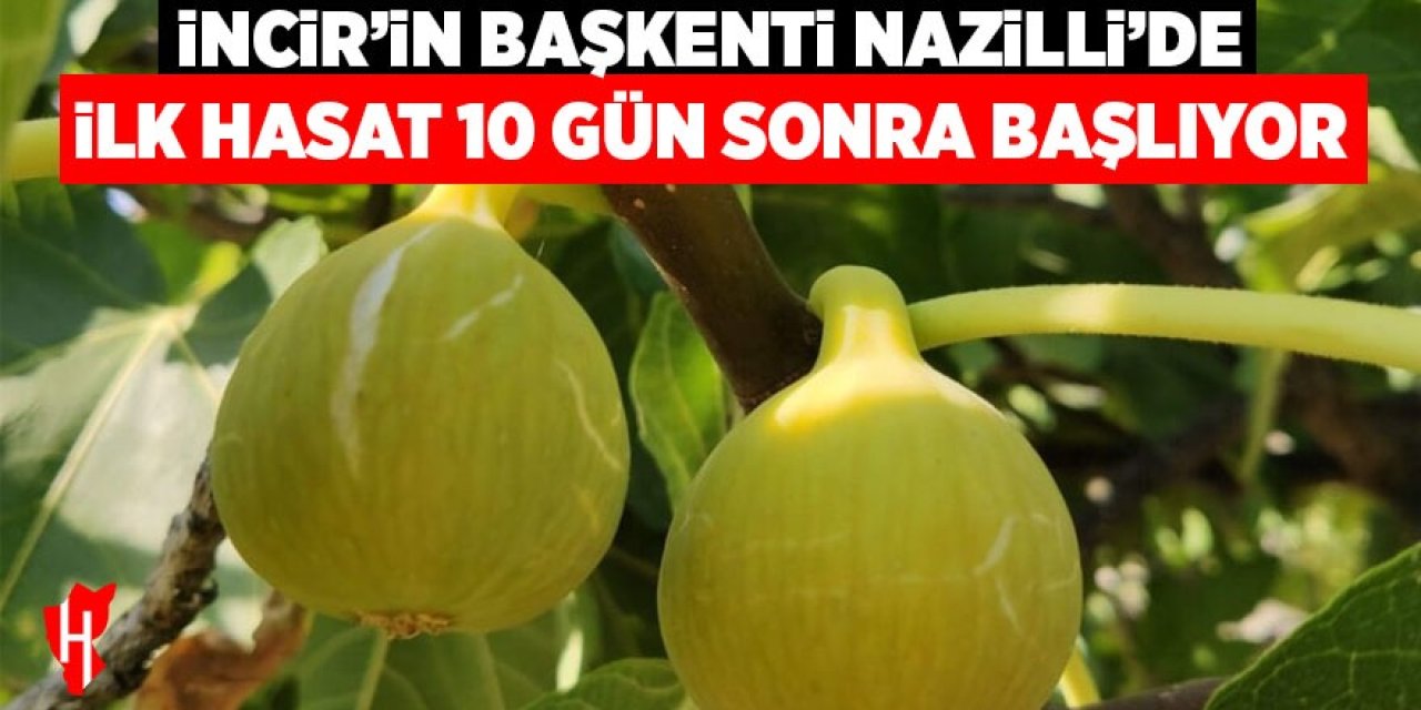 İncirin başkenti Nazilli’de ilk hasat 10 gün sonra başlıyor