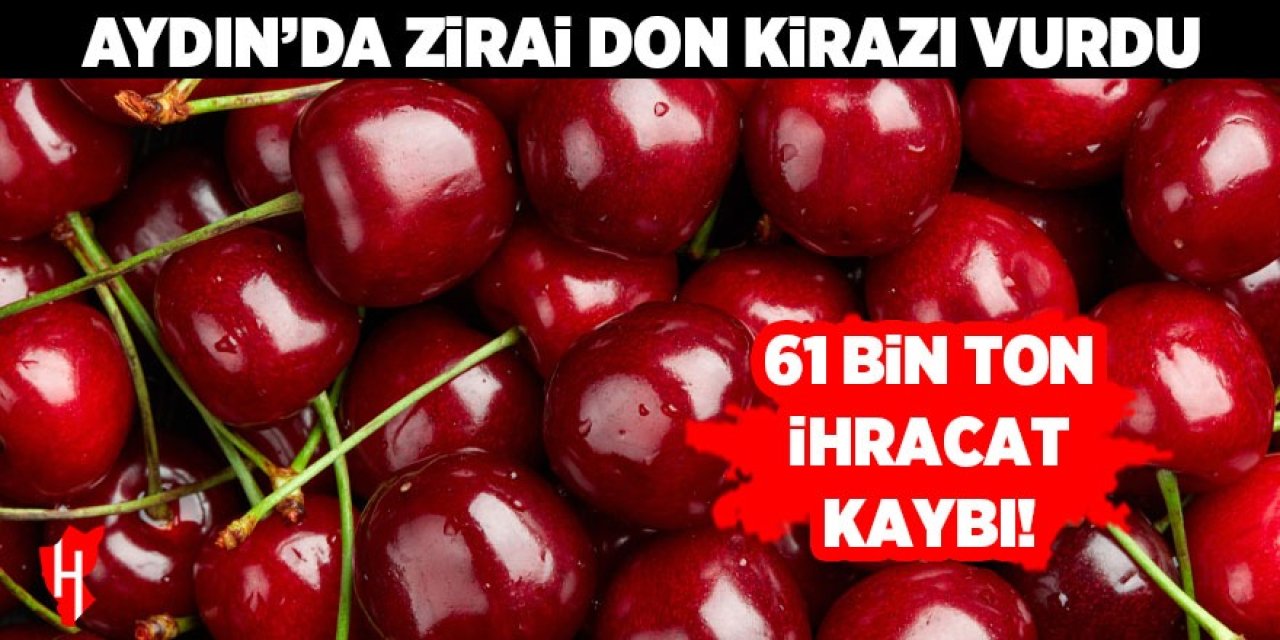 Aydın'da zirai don kirazı vurdu: 51 bin ton ihracat kaybı!