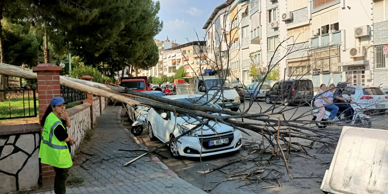 Nazilli’de park halindeki aracın üzerine ağaç devrildi