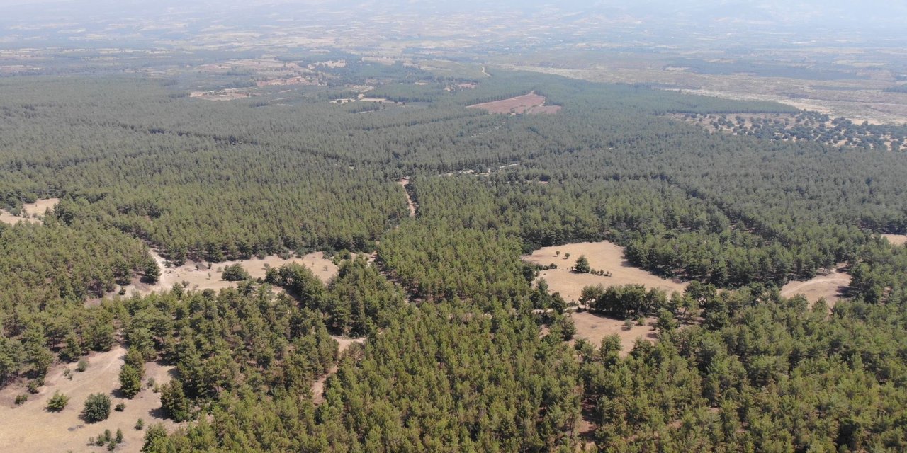Orman yangınına karşı girme yasağı