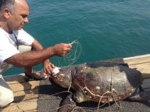 15 gün içinde 3 Deniz Kaplumbağası yaşamını yitirdi
