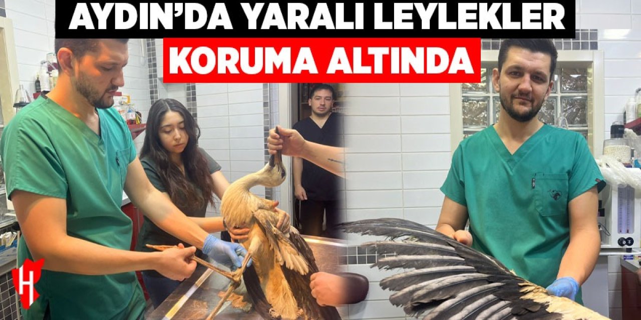 Aydın'da yaralı leylekler koruma altında