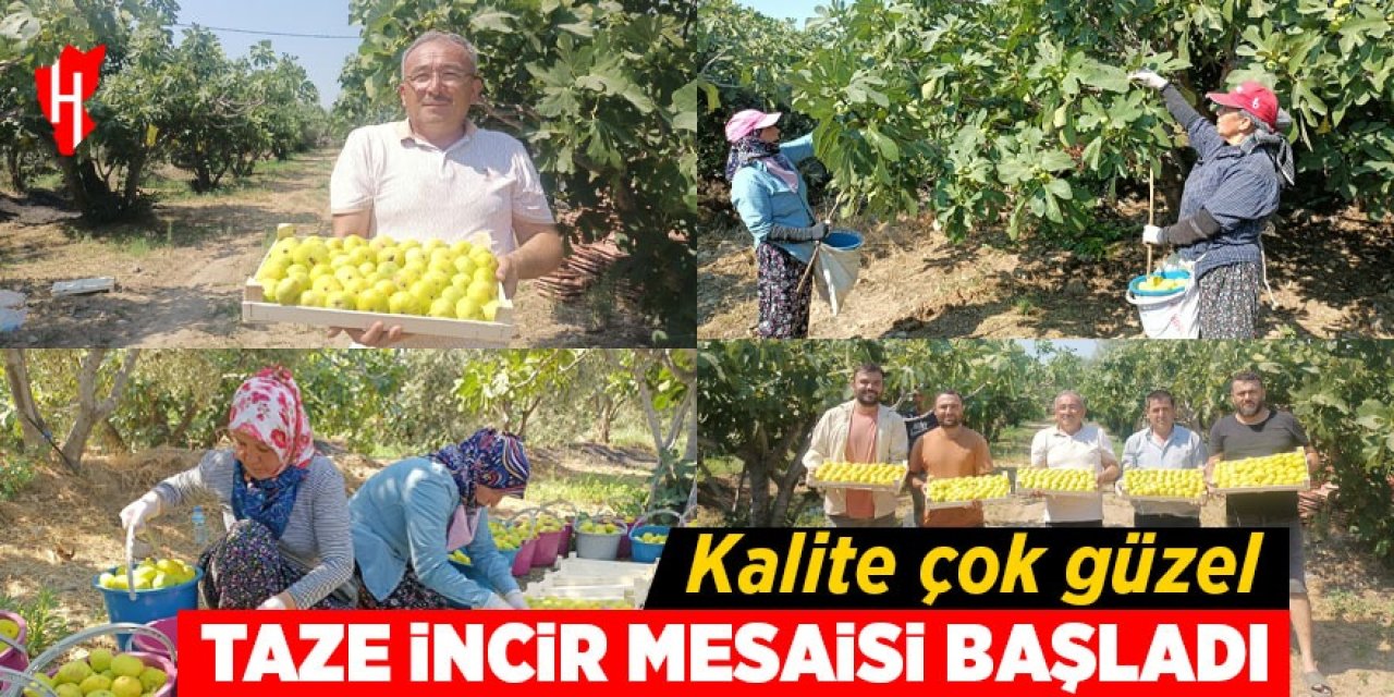 Taze incir mesaisi başladı: Kalite çok güzel