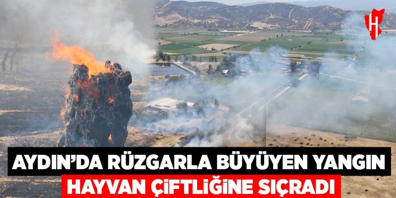 Aydın'da rüzgarla büyüyen yangın hayvan çiftliğine sıçradı