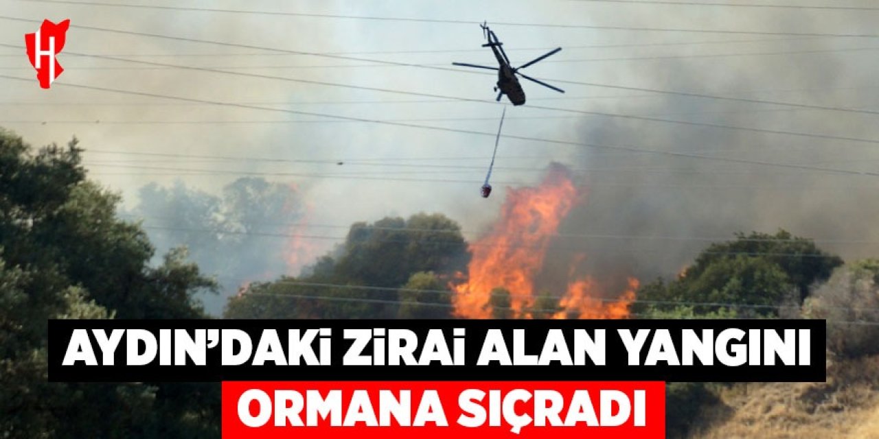 Aydın'daki zirai alan yangını ormana sıçradı