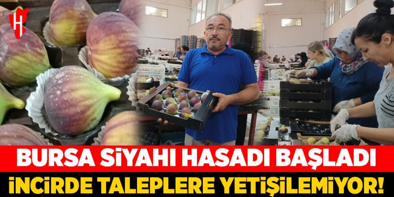 Bursa siyahı hasadı başladı: İncirde taleplere yetişilemiyor