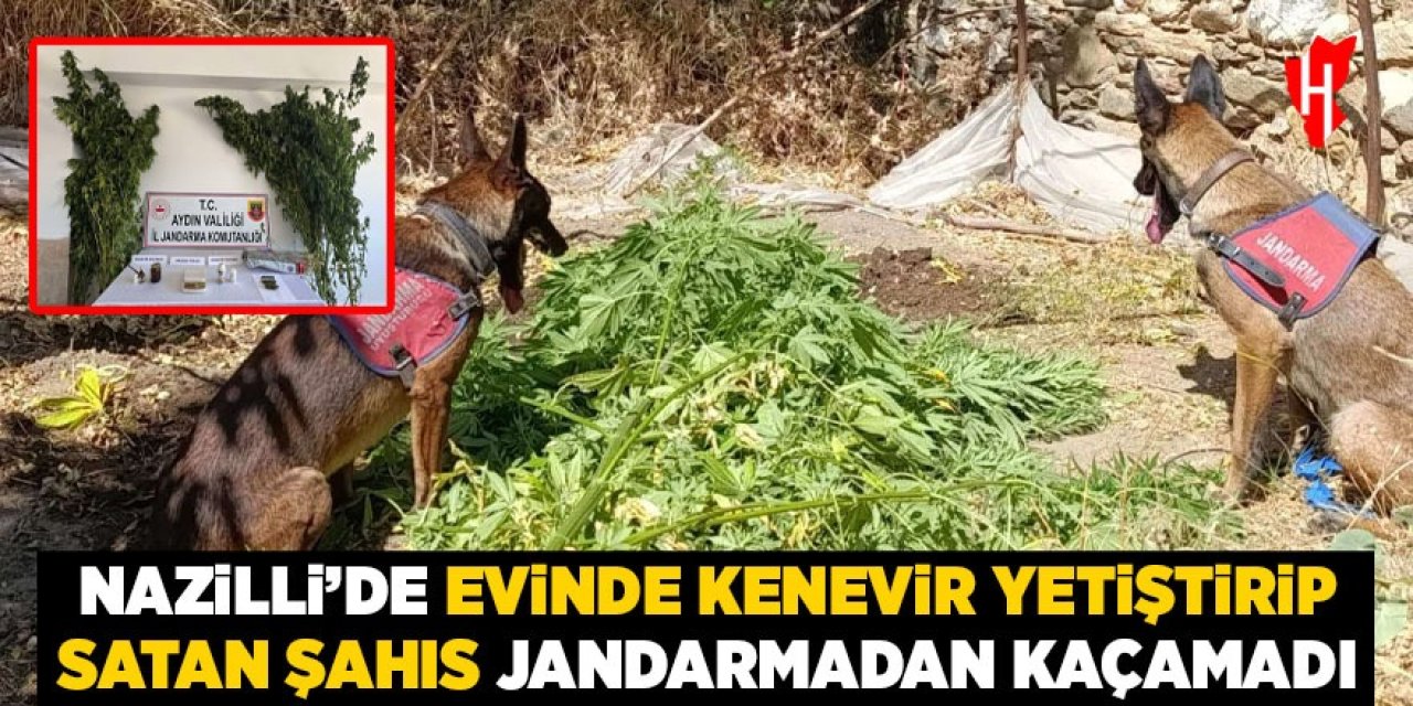 Nazilli'de evinde kenevir yetiştirip satıyordu: Jandarma operasyonuyla yakalandı