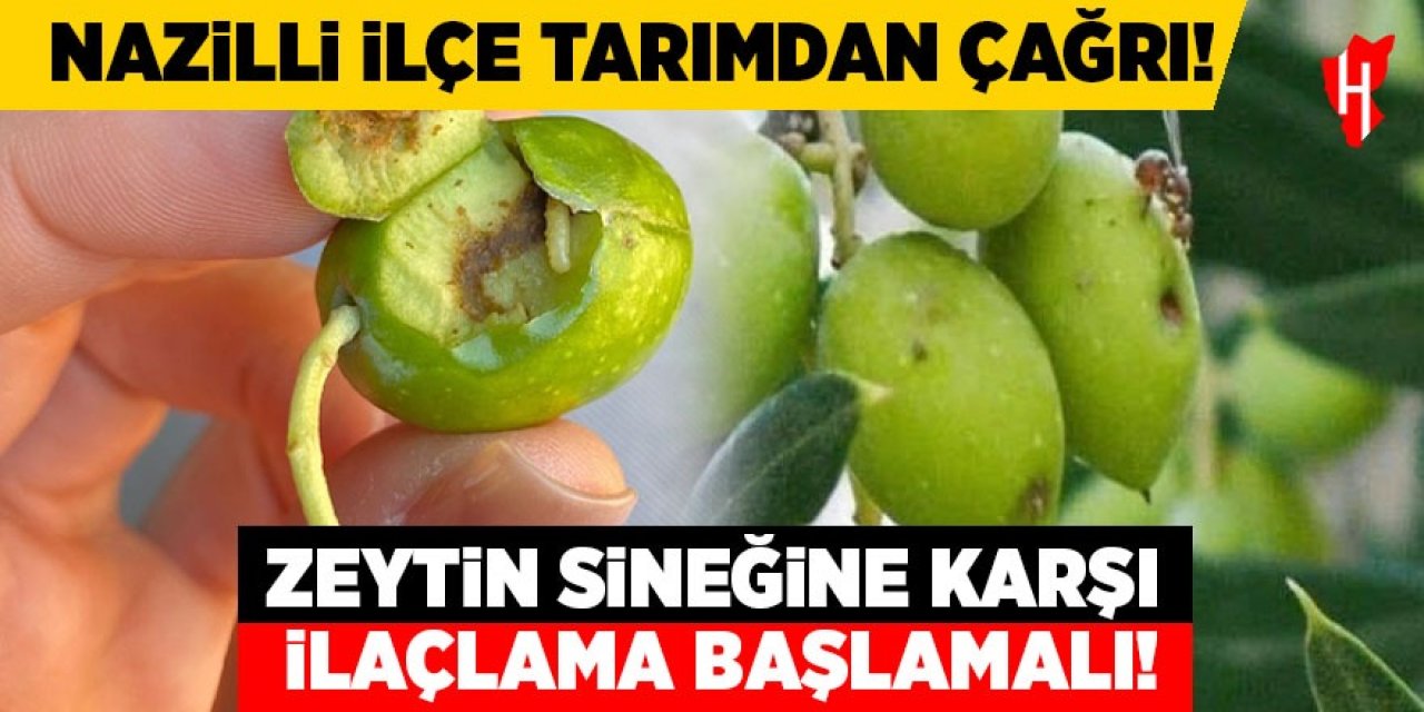 Nazilli ilçe tarımdan çağrı: Zeytin sineğine karşı ilaçlama başlamalı