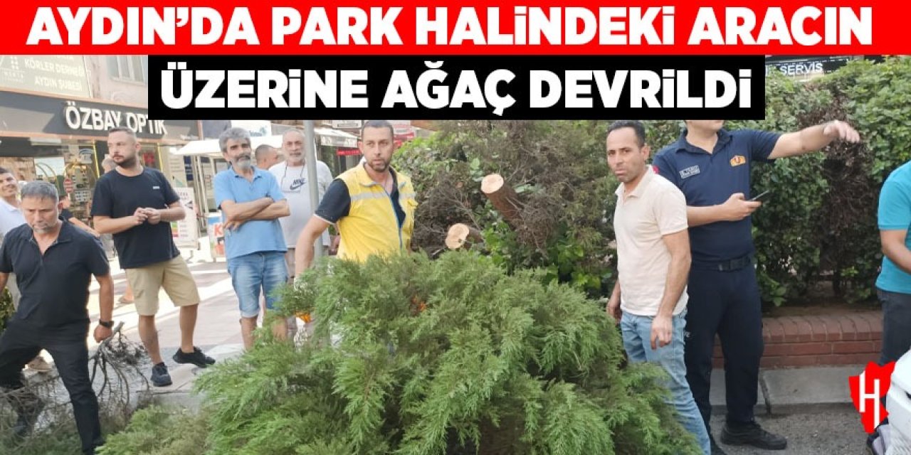 Aydın'da park halindeki aracın üzerine ağaç devrildi