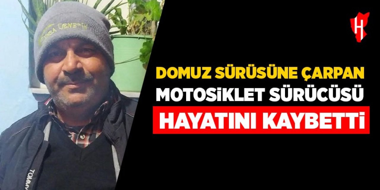 Domuz sürüsüne çarpan motosiklet sürücüsü hayatını kaybetti