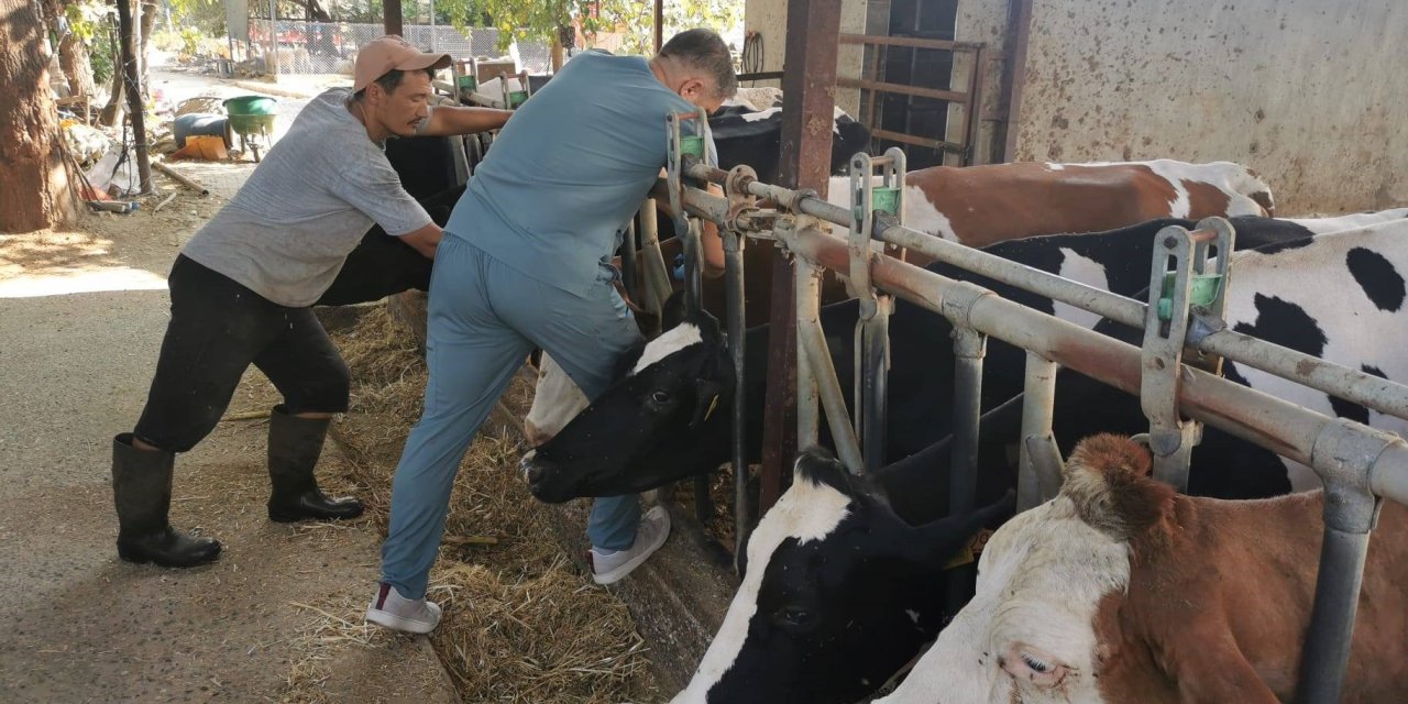 Bozdoğan’da denetimler sürüyor! Hastalıktan ari işletmeler kontrol ediliyor