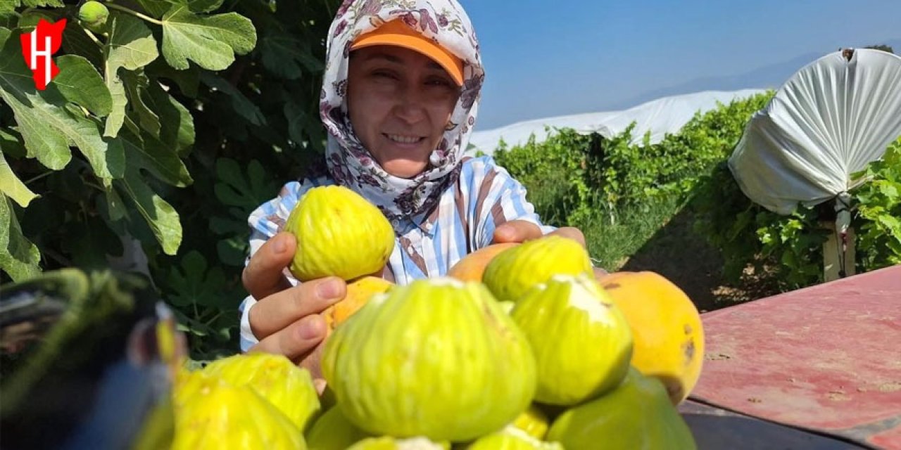 İncir cipsi sofraların yeni gözdesi oldu