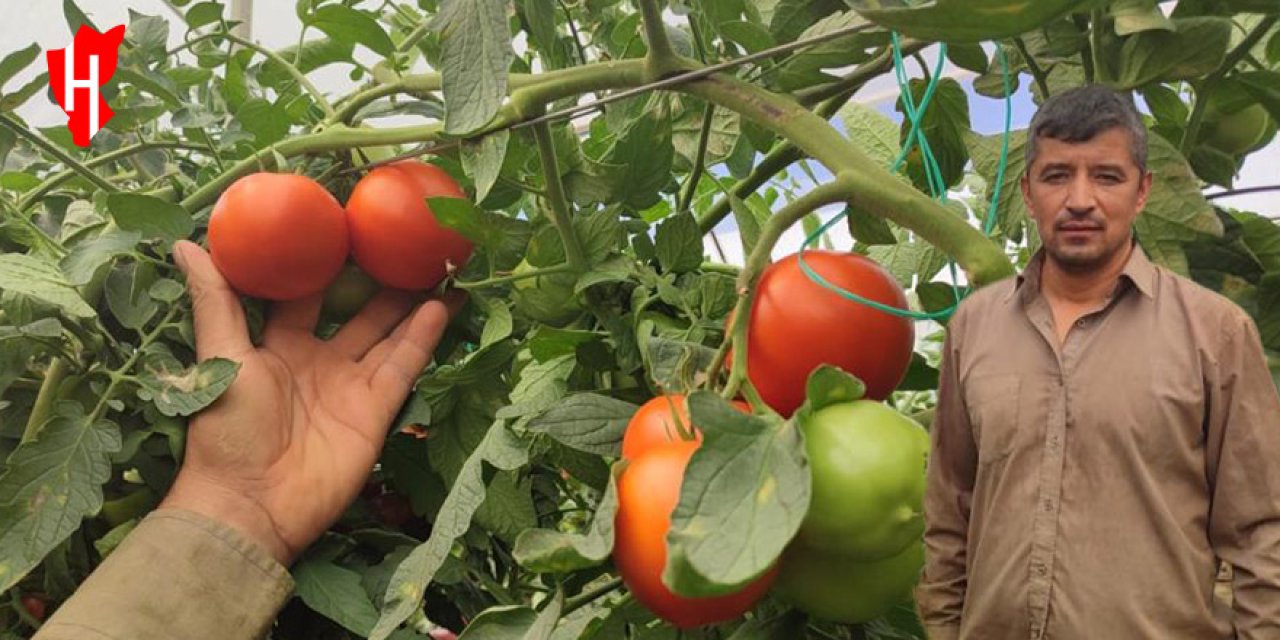 Dekarda 17 ton domates yetiştirdi! Hedefi 25 ton