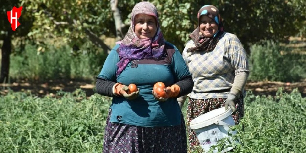 Kuyucak'ta geçci domatesin hasadına başlandı! Çiftçiye katma değer sağlayacak