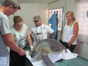 Misina Kurbanı Kaplumbağalar Denize Bırakıldı