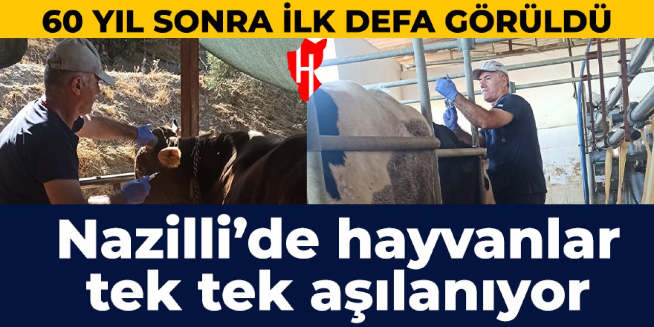 Nazilli'de şap hastalığına karşı hayvanlar aşılanıyor