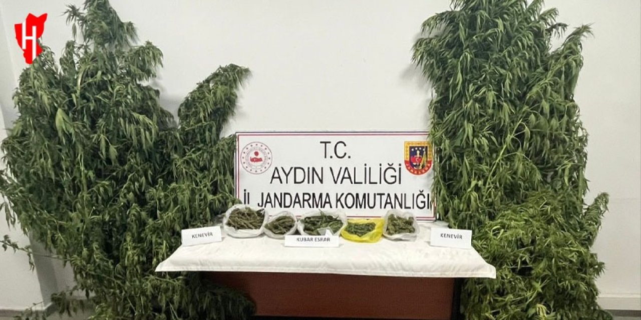 Kestane bahçesinde kenevir yetiştiren şüpheli yakalandı