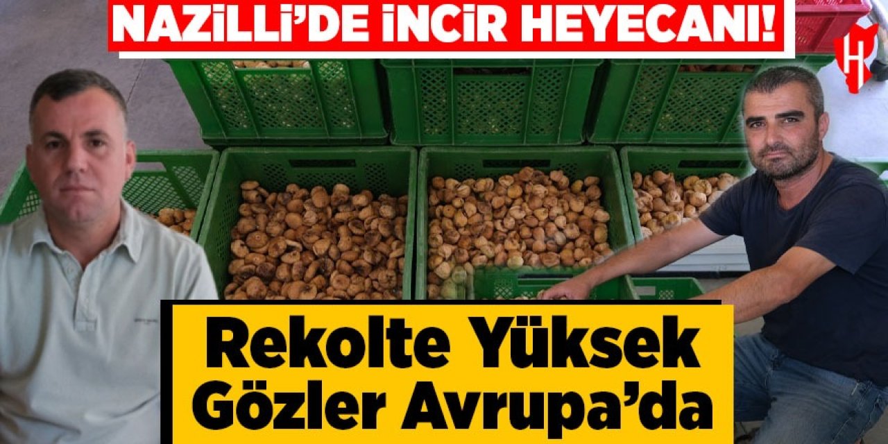 Nazilli’de incir heyecanı: Rekolte yüksek, gözler Avrupa pazarında
