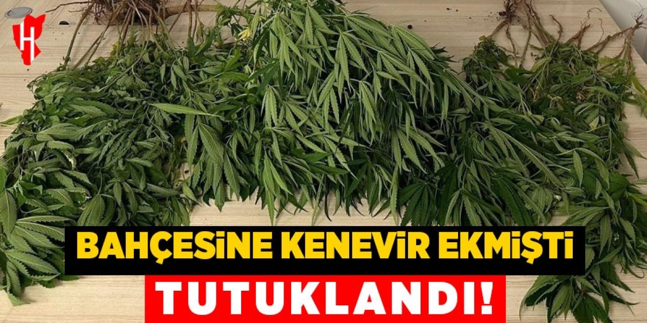 Bahçesine kenevir ekmişti: Tutuklandı!
