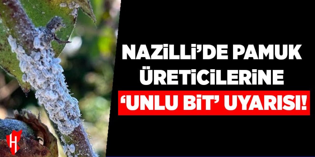 Nazilli’de pamuk üreticilerine unlu bit uyarısı