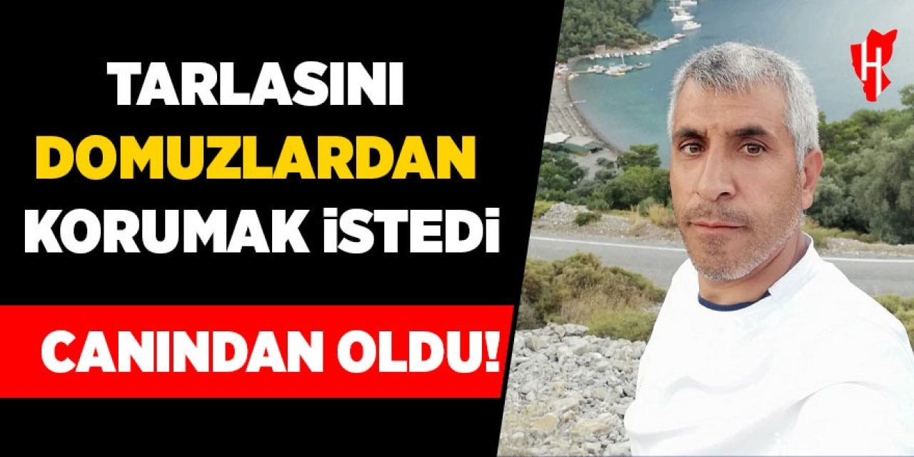 Tarlasını domuzlardan korumak istedi: Canından oldu!