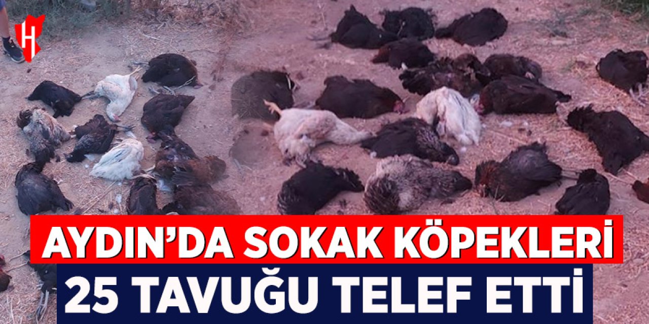 Aydın'da sokak köpekleri tavukları telef etti