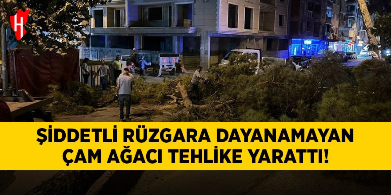 Şiddetli rüzgara dayanamayan çam ağaçı tehlike yarattı