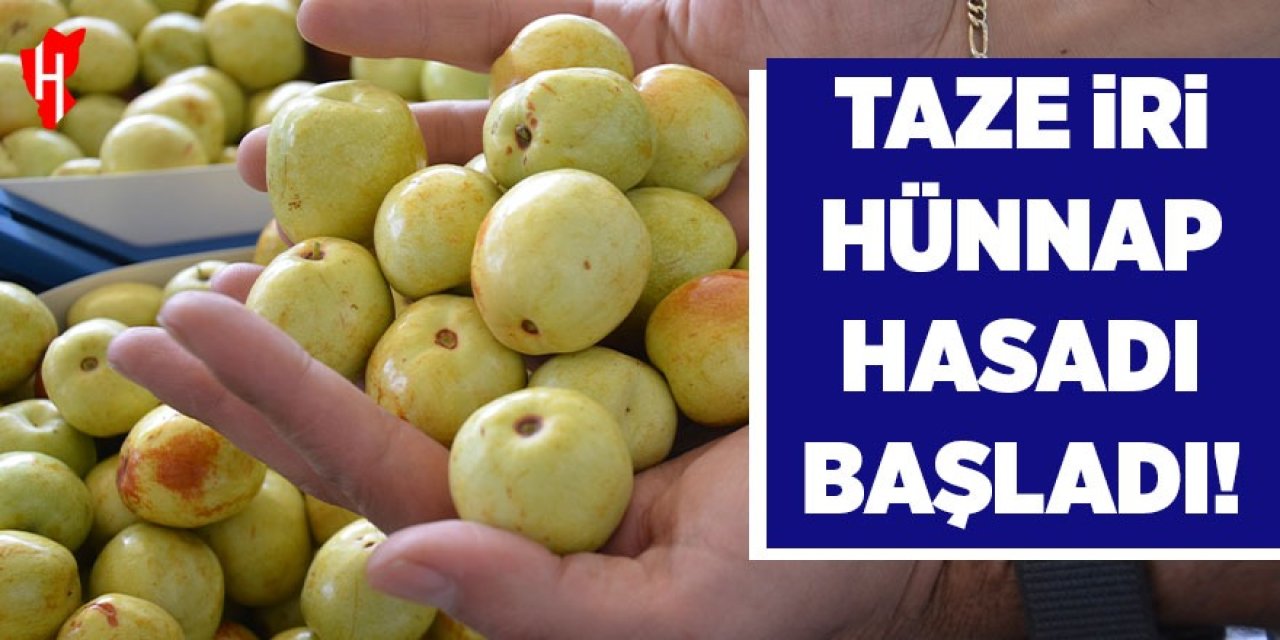 Taze iri hünnap hasadı başladı