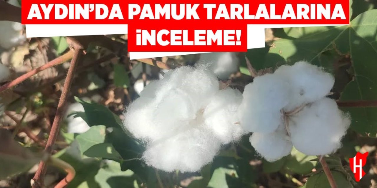 Aydın’da pamuk tarlalarına inceleme