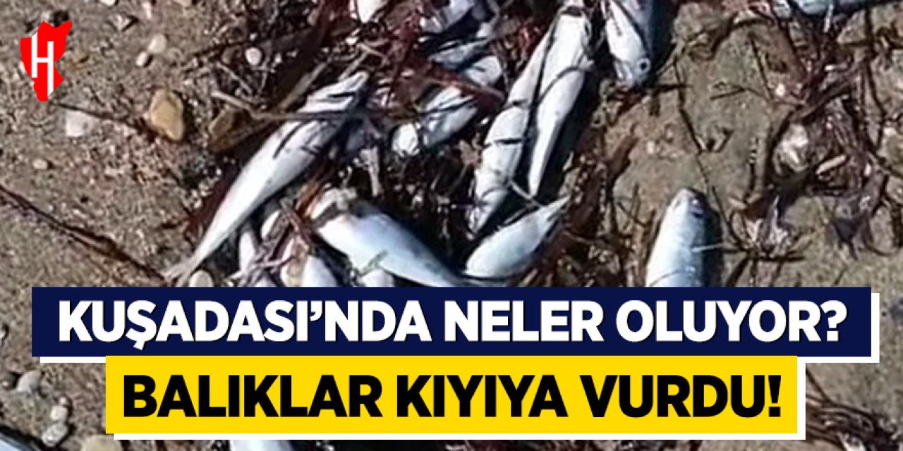 Kuşadası'nda şaşırtan olay: Balıklar kıyıya vurdu