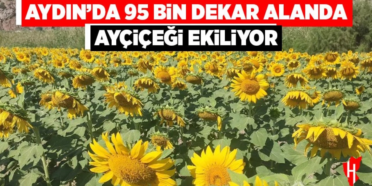 Aydın'da 95 bin dekar alanda ayçiçeği ekiliyor