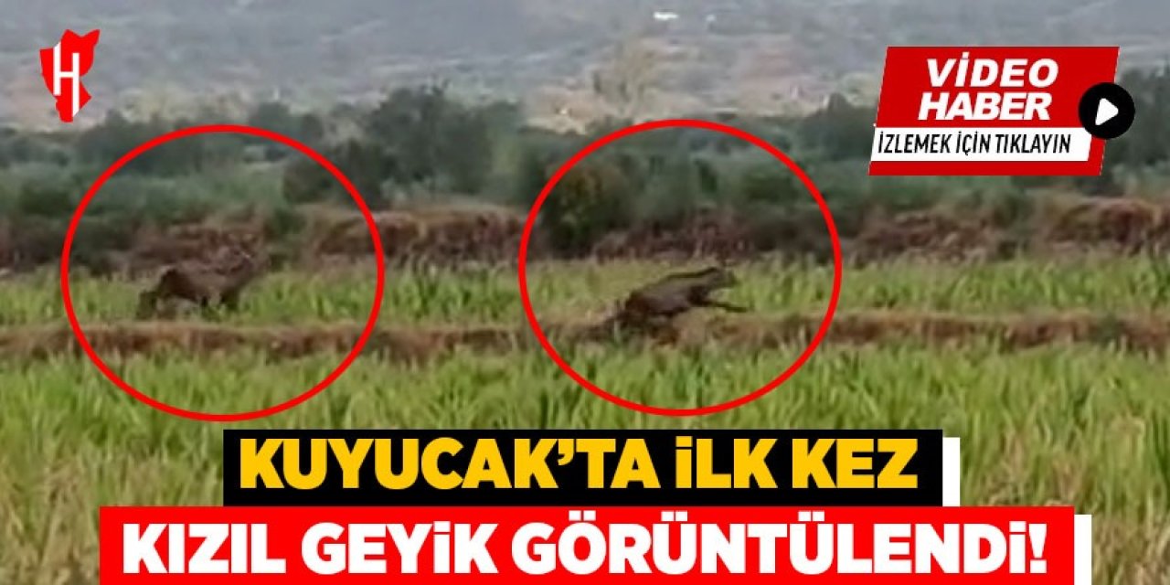 Kuyucak'ta ilk kez 'Kızıl Geyik' görüntülendi