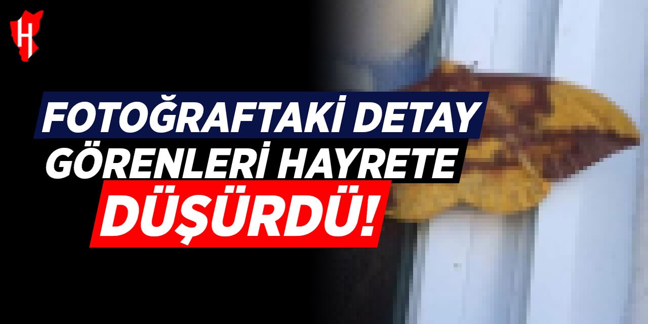 Fotoğraftaki detay herkesi hayrete düşürdü