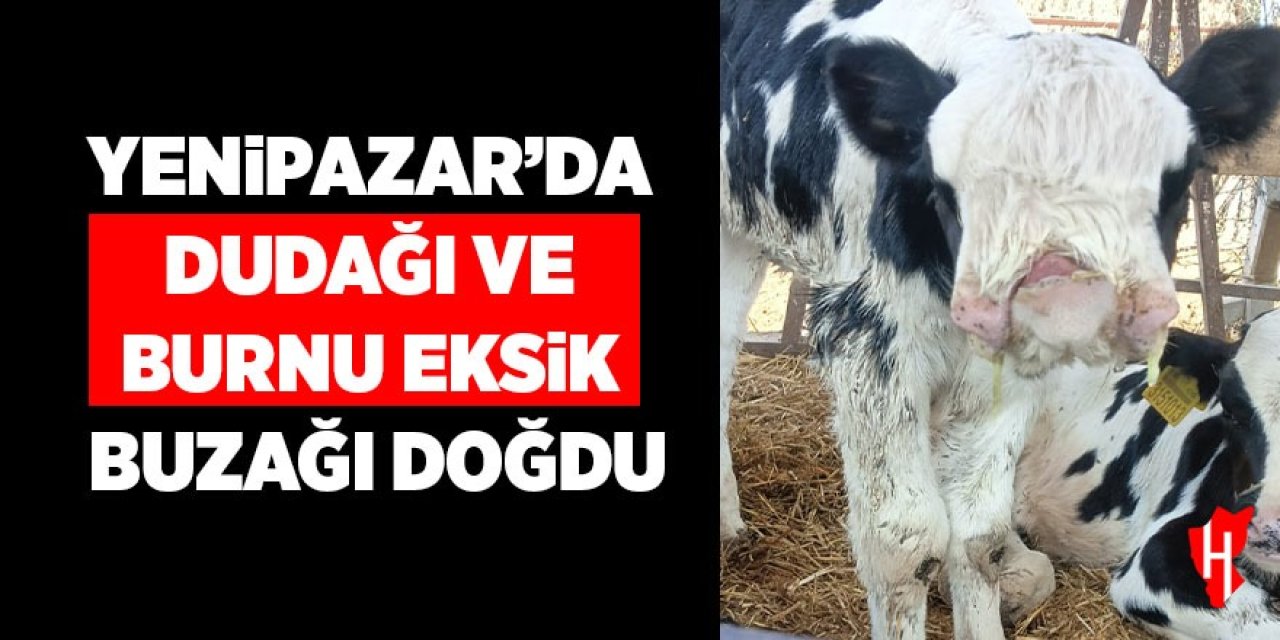 Yenipazar'da burnu ve dudağı eksik buzağı doğdu!