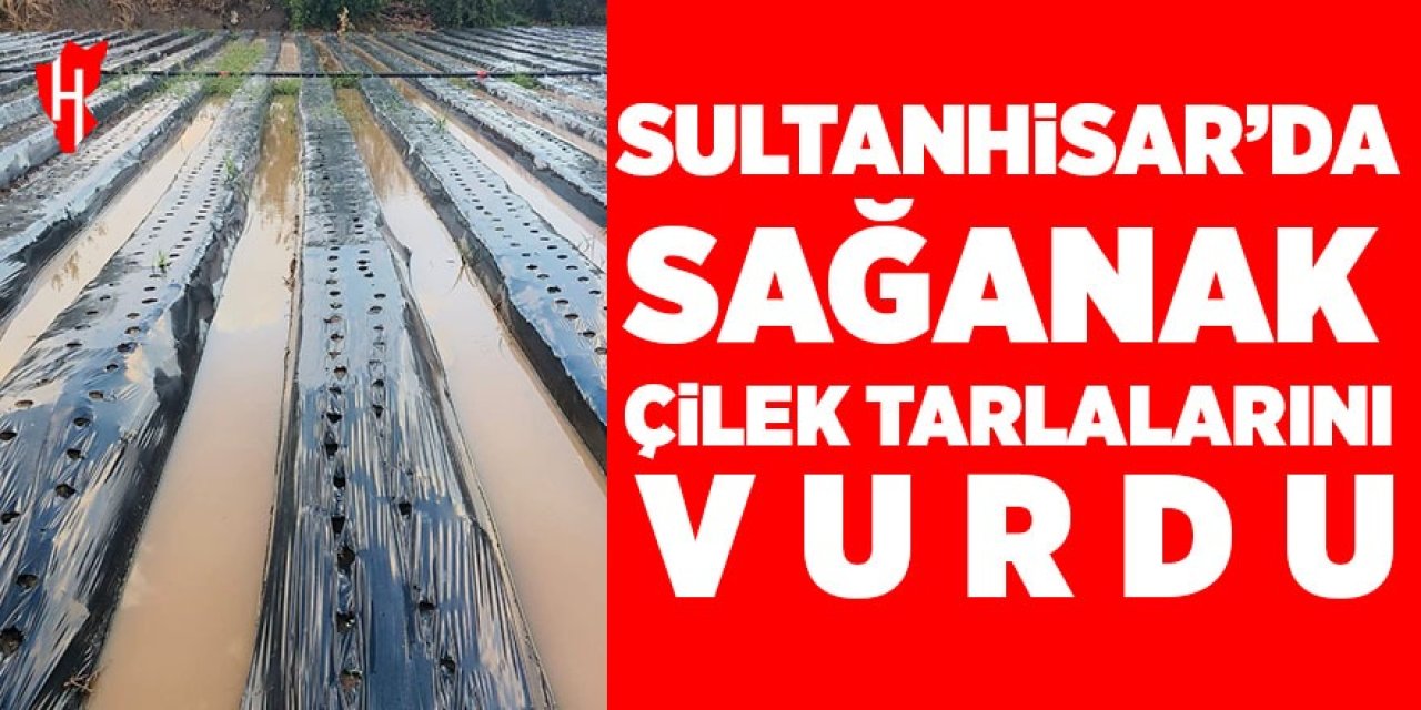 Sultanhisar’da sağanak çilek tarlalarını vurdu