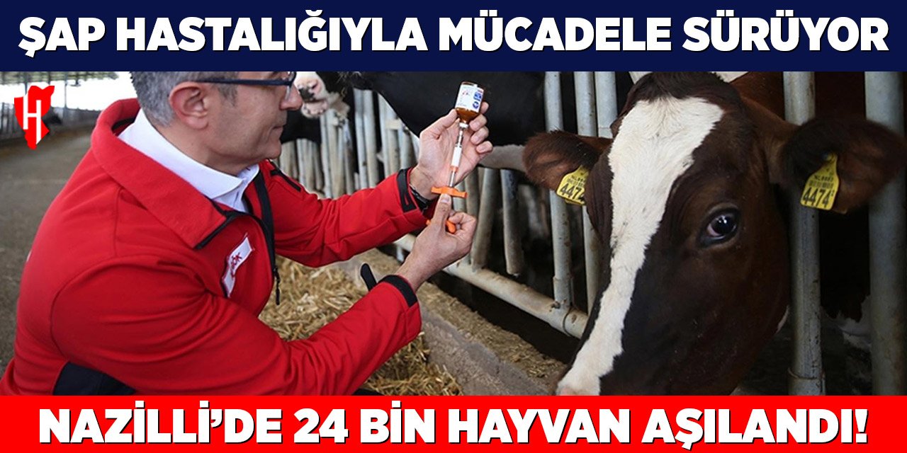 Nazilli’de 24 bin hayvan aşılandı! Şap hastalığıyla mücadele sürüyor
