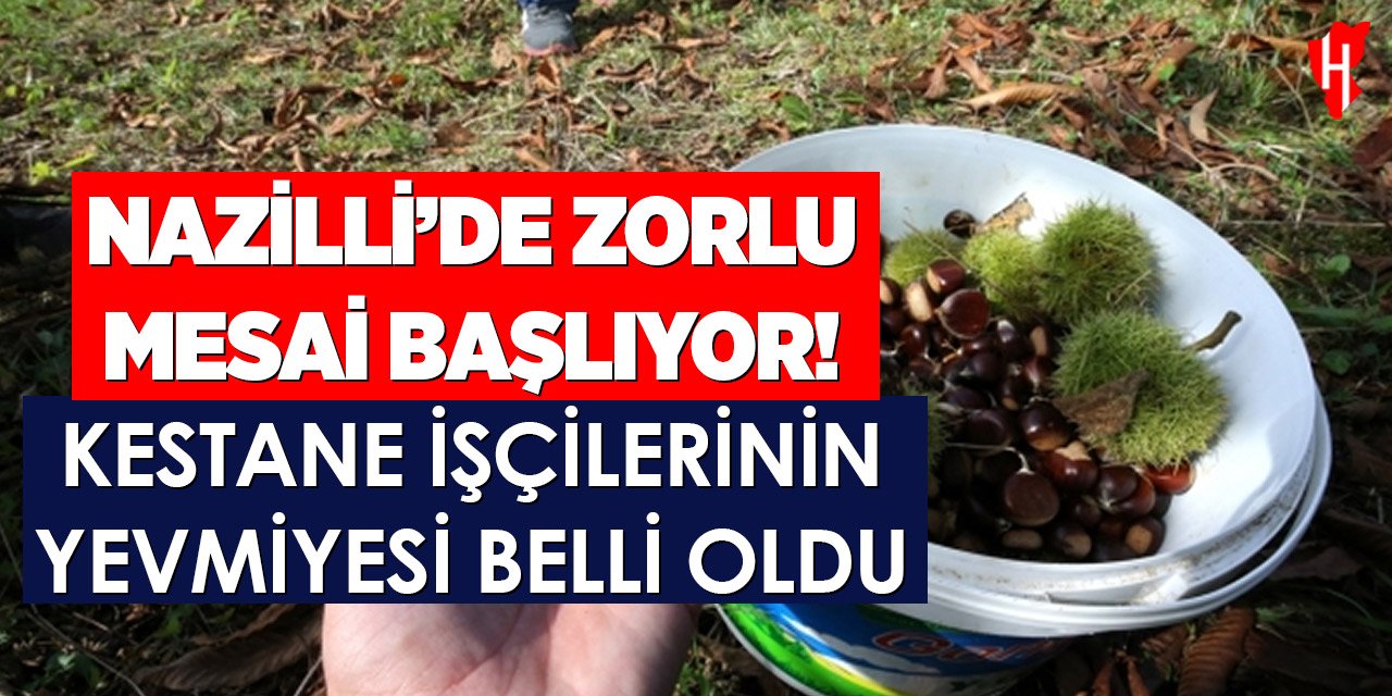 Nazilli'de kestane işçilerinin yevmiyeleri açıklandı