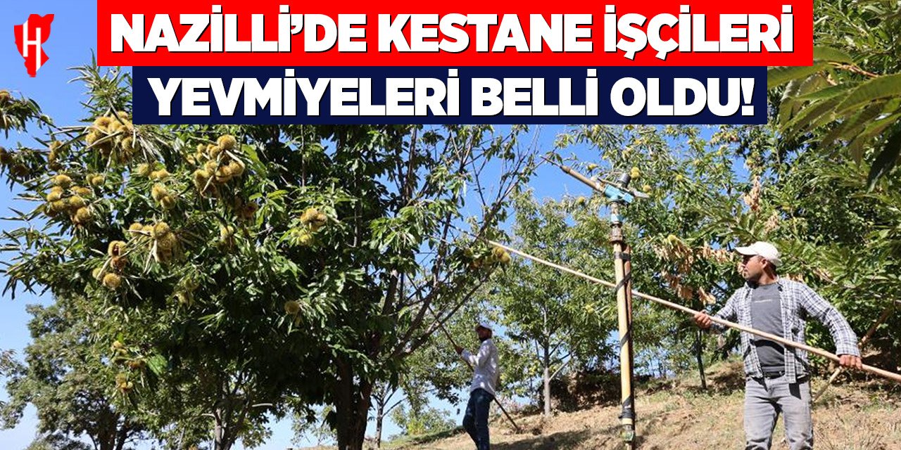 Nazilli’de kestane işçi yevmiyeleri belli oldu