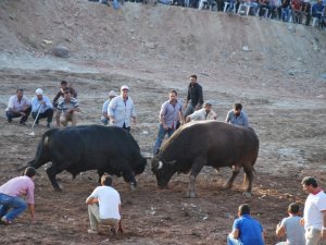 Ege’nin Boğaları Balıkköy’ü Güzelleştirmek İçin Arenaya Çıktı