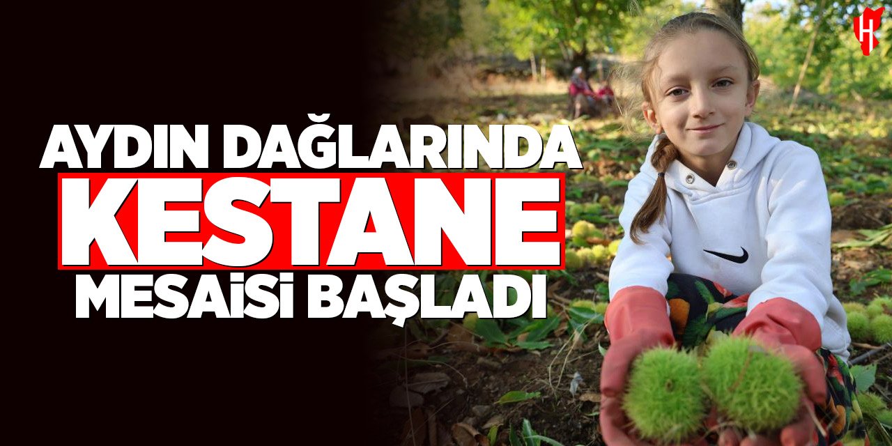 Aydın dağlarında kestane mesaisi başladı, üreticiyi hasat telaşı sardı