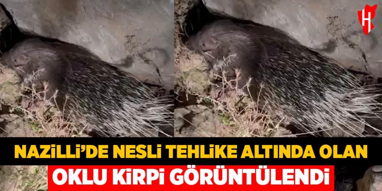Nazilli’de nesli tehlike altında olan oklu kirpi görüntülendi