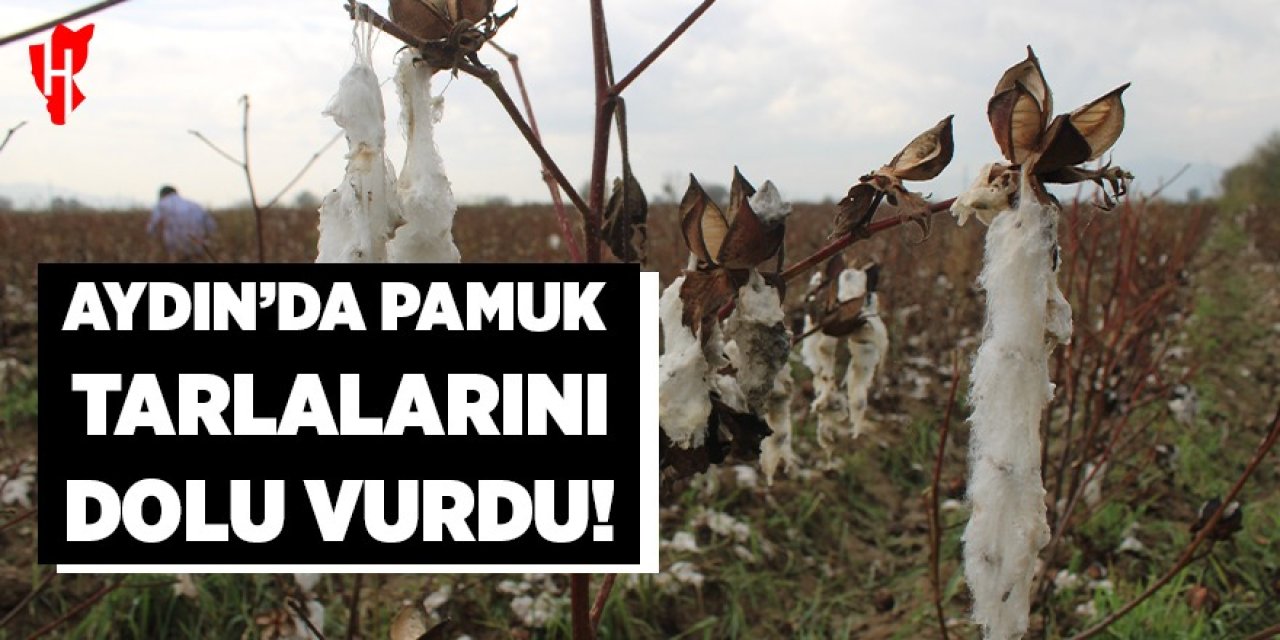 Aydın'da pamuk tarlalarını dolu vurdu